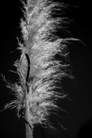 Pampas Grass