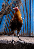 The Game of Chicken